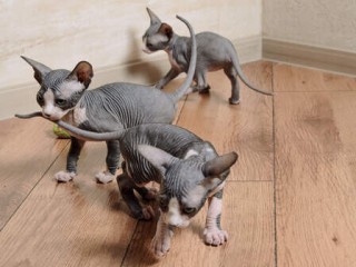 bonitos-gatitos-sphynx-disponibles