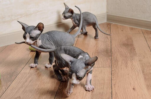 bonitos-gatitos-sphynx-disponibles-big-0