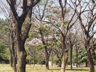 vendo-jazigo-cemiterio-parque-das-flores-campinas