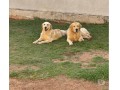 filhotes-golden-retriever-machos-e-femeas-small-1