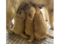 filhotes-golden-retriever-machos-e-femeas-small-0