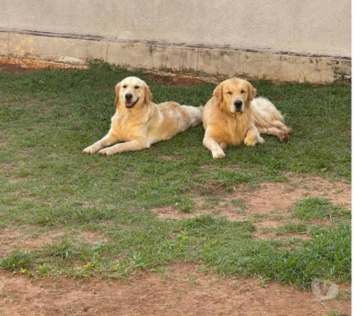 filhotes-golden-retriever-machos-e-femeas-big-1