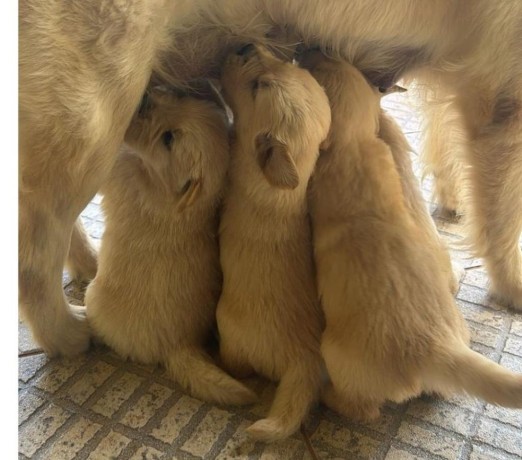 filhotes-golden-retriever-machos-e-femeas-big-0