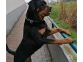 filhote-de-rottweiller-small-0