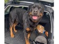 filhote-de-rottweiller-small-2