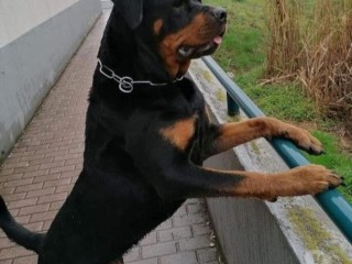 filhote-de-rottweiller