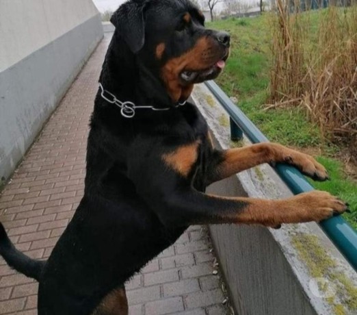 filhote-de-rottweiller-big-0