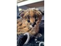 ninhada-excepcional-de-gatinhos-serval-e-savannah-caracal-small-2