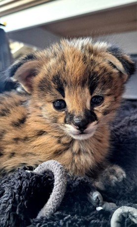 ninhada-excepcional-de-gatinhos-serval-e-savannah-caracal-big-2